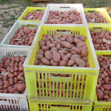 Продажа семенного картофеля